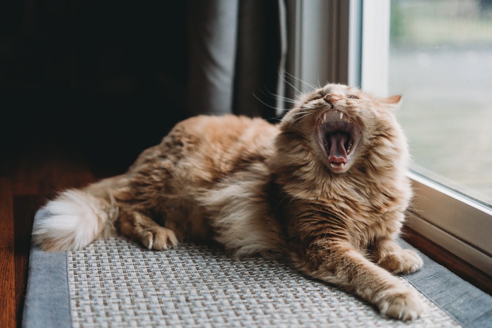 a cat yawns while sitting on a window sill