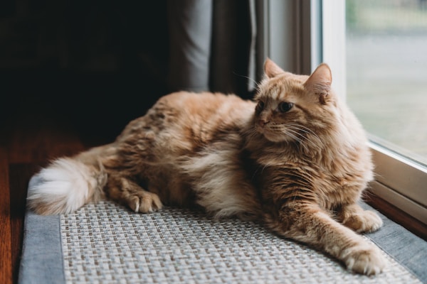 Norwegian Forest Cat - Photo 2