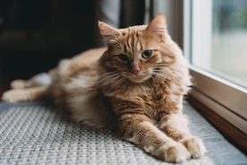 a cat sitting on a window sill looking out the window