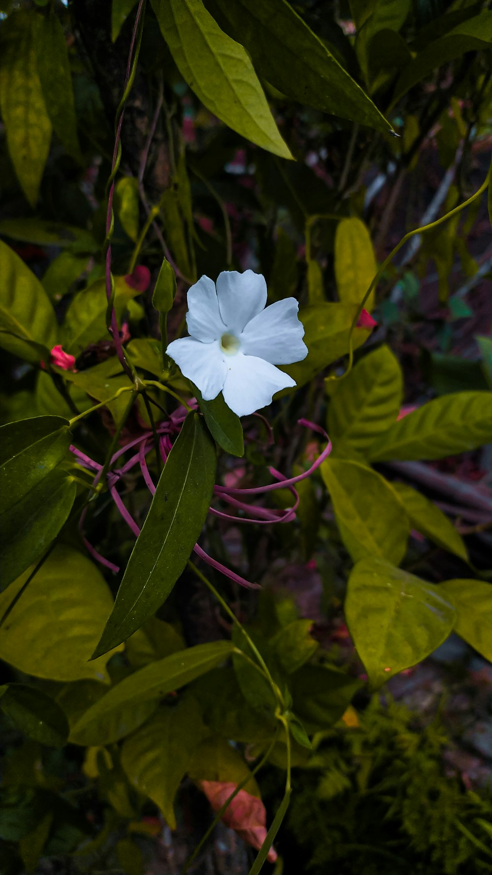 a white flower with green leaves in the background