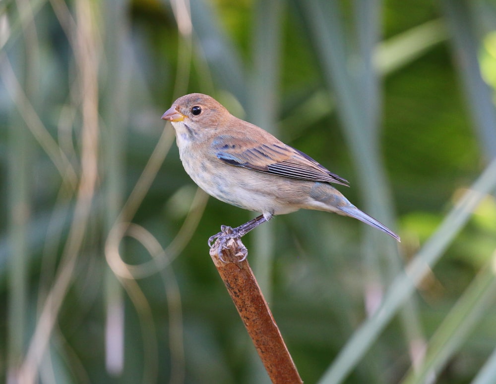 a small bird perched on top of a wooden stick