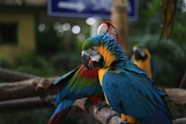A group of healthy, vibrant exotic birds perched together in a spacious aviary.