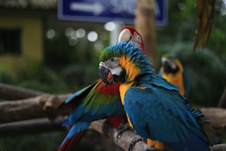 Colorful birds perched on branches in the heart of the Amazon forest.