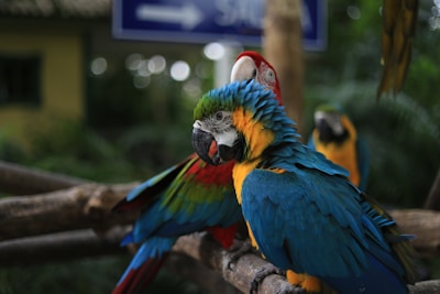 A group of healthy, vibrant exotic birds perched together in a spacious aviary.