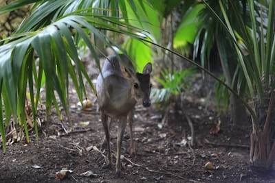 A trained guide pointing out wildlife during a jungle safari, with a glimpse of a deer in the background.