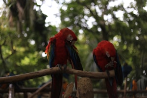 Nuri Merah Ceria