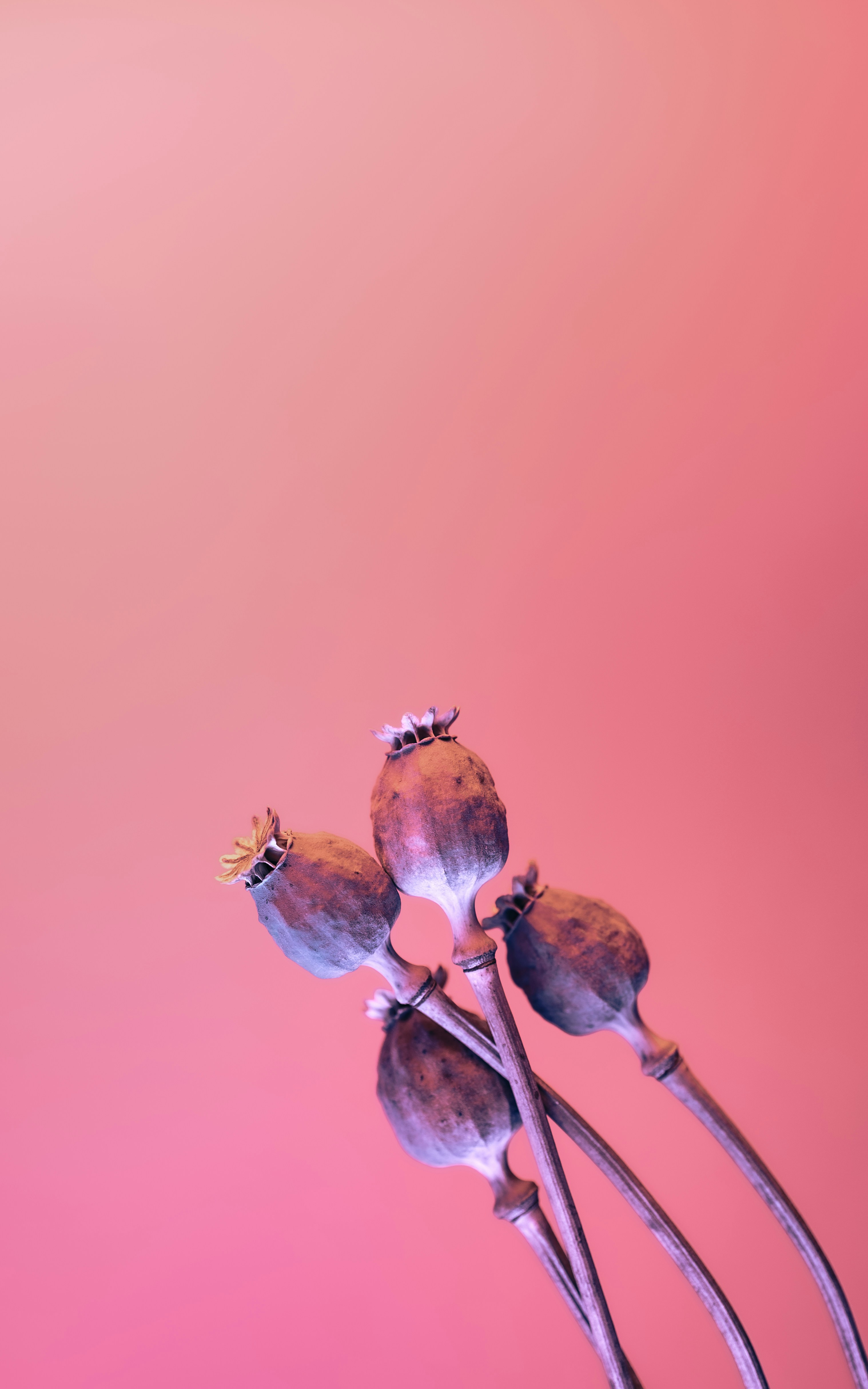 photo-1676057873274-4db1b58d7f5e?ixid=M3wxMjA3fDB8MXxzZWFyY2h8NHx8JUQwJUJBJUQxJTgzJUQwJUJGJUQwJUI4JUQxJTgyJUQxJThDJTIwJUQwJUJDJUQwJUI1JUQxJTg0JUQwJUI1JUQwJUI0JUQxJTgwJUQwJUJFJUQwJUJEfGVufDB8fHx8MTc0ODI5NTgwMnww\u0026ixlib=rb-4.1.0