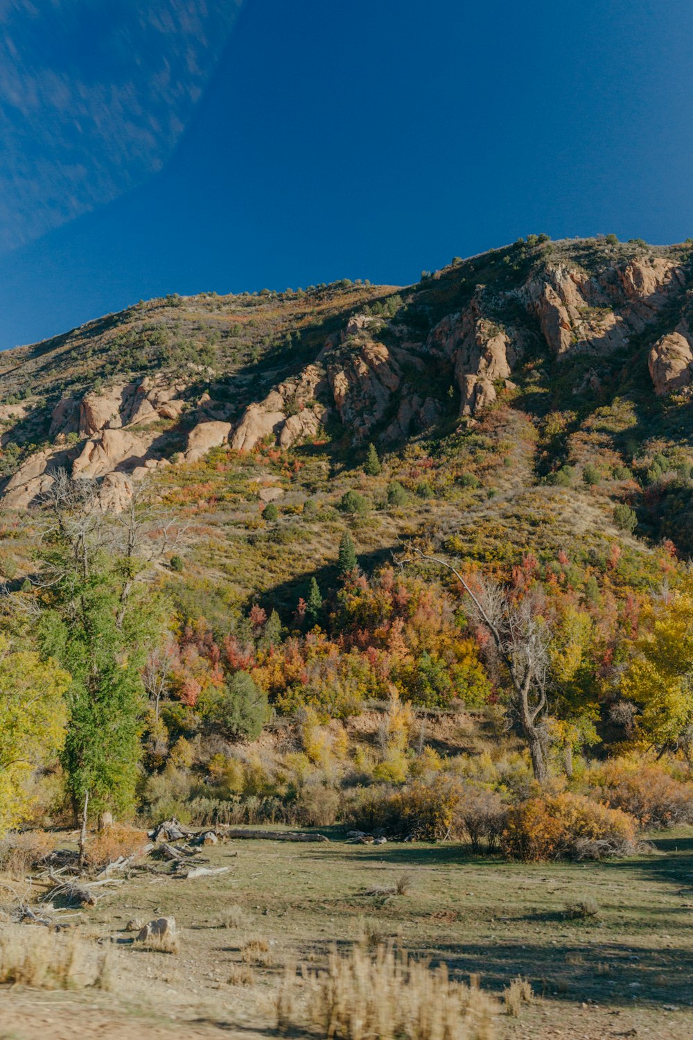 a mountain side with trees and bushes in the foreground