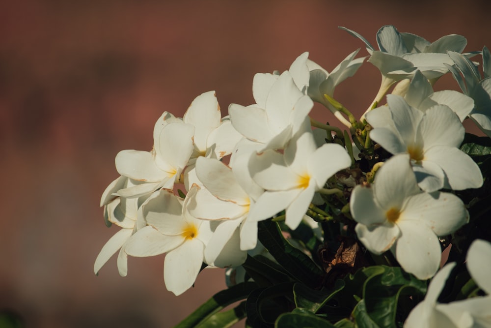 a bunch of white flowers in a vase