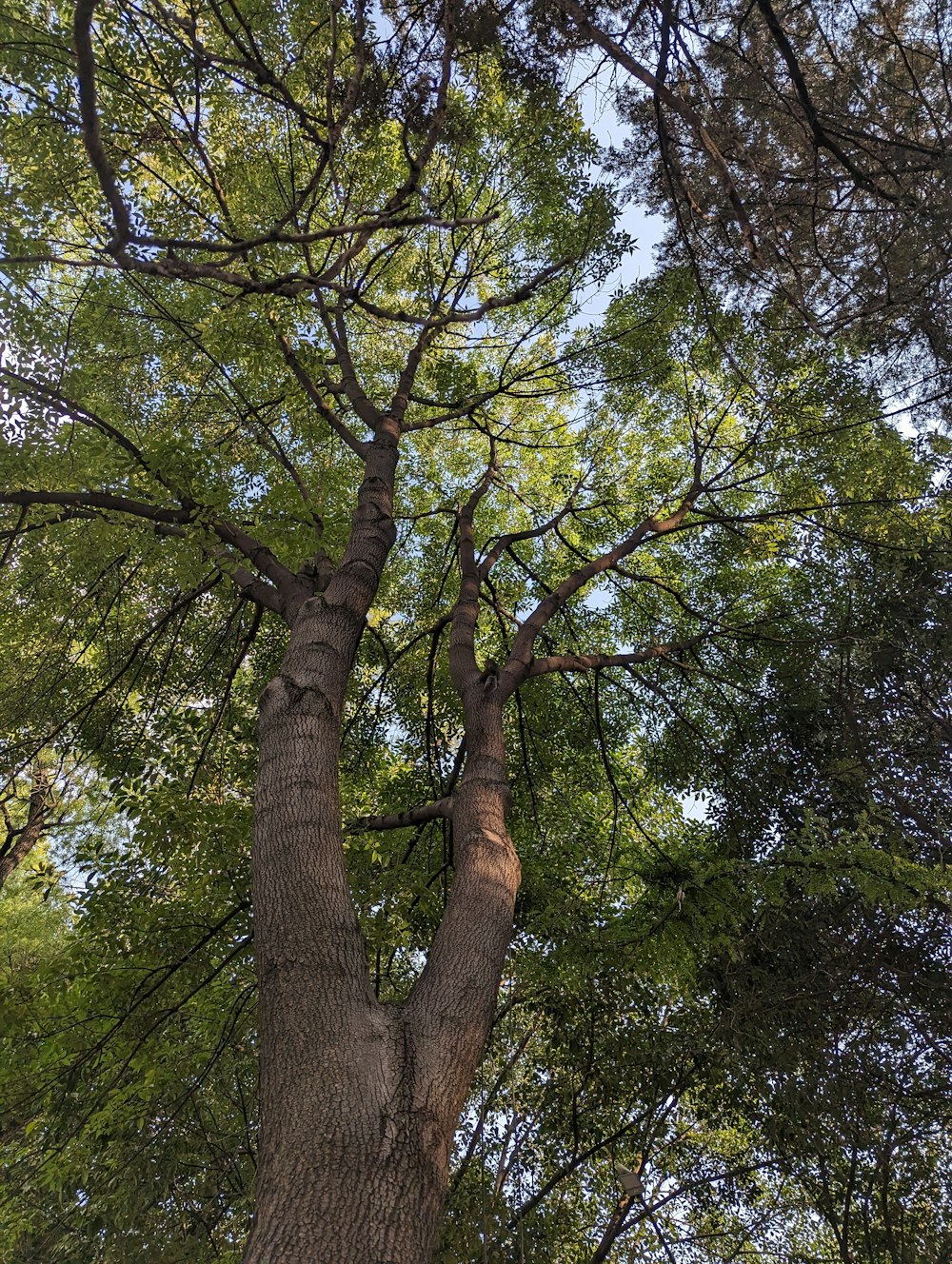 a couple of trees that are next to each other