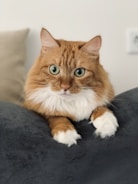 an orange and white cat laying on top of a bed