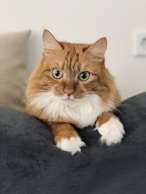 an orange and white cat laying on top of a bed