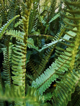 a close up of a green plant with lots of leaves