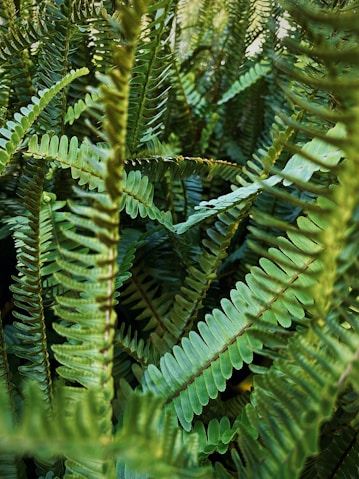 a close up of a green plant with lots of leaves