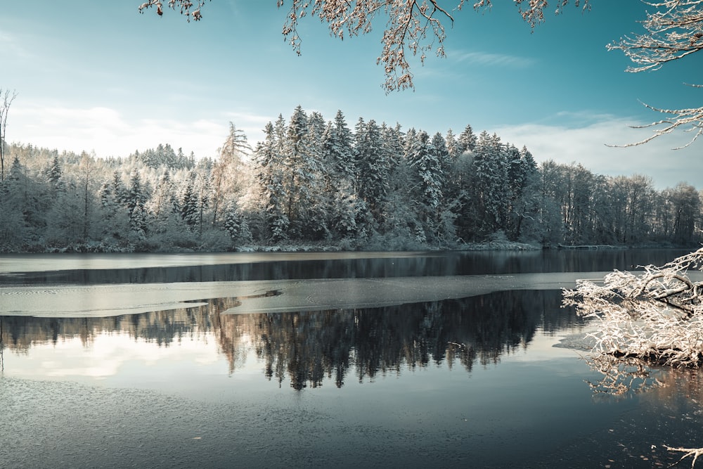 a lake surrounded by trees covered in snow