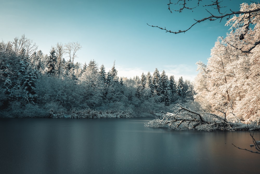 a lake surrounded by trees covered in snow