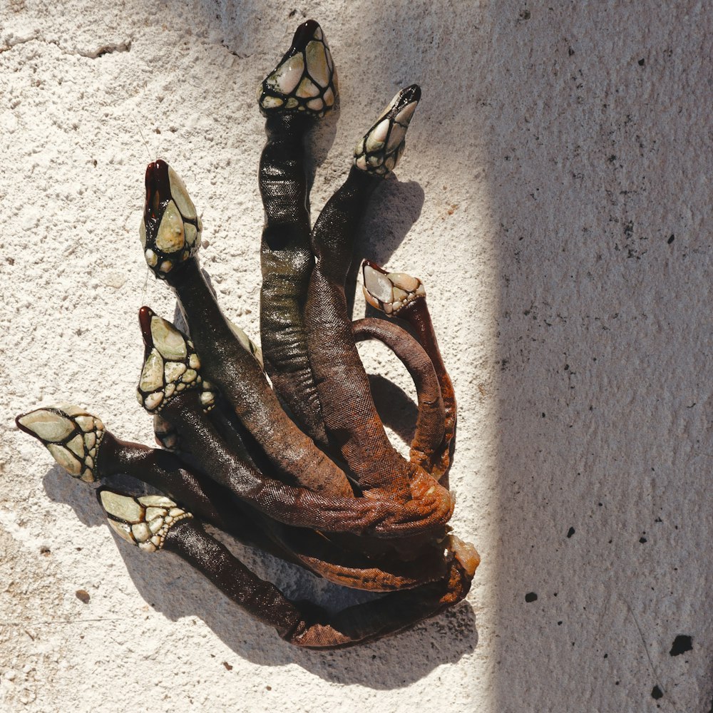 a close up of a plant on a wall