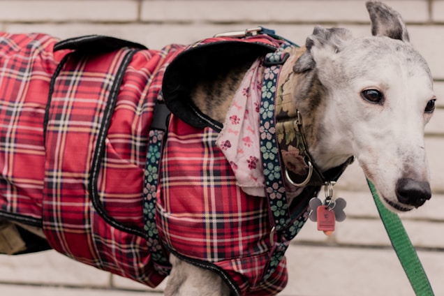 A dog with a light grey and white coat is wearing a red plaid coat and a floral-patterned scarf. The dog has a collar with multiple tags, and it is on a green leash. The background consists of light-colored, horizontal brickwork.