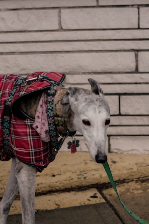 Embracing Greyhounds: A Guide to Adoption and Care