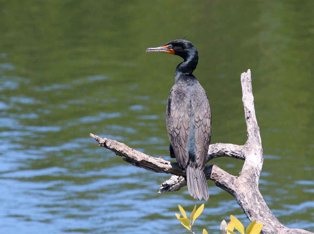 un uccello seduto sulla cima di un ramo di un albero accanto a uno specchio d'acqua