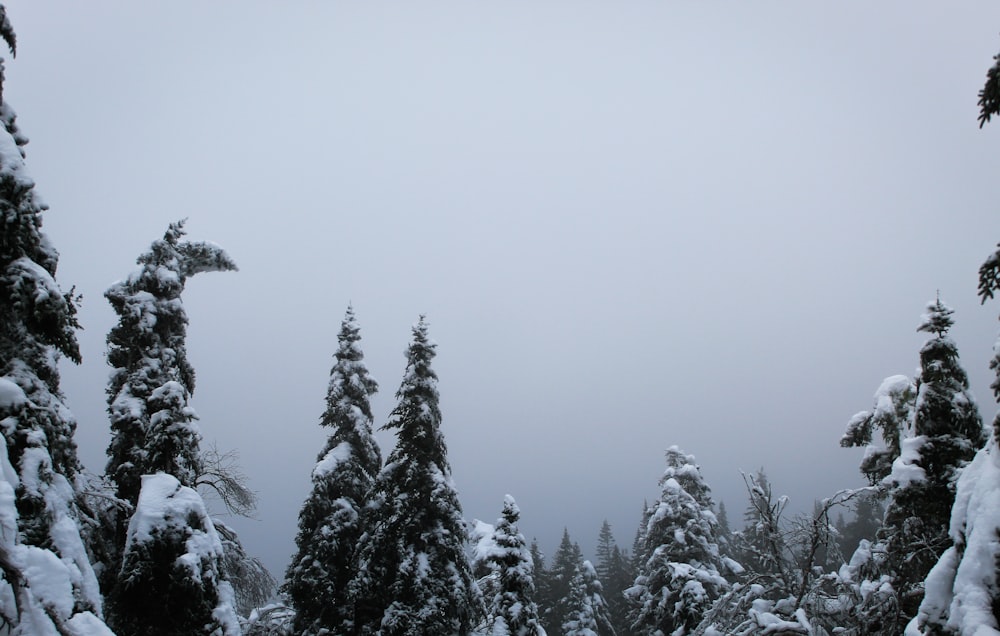 a view of snow covered trees from the top of a hill
