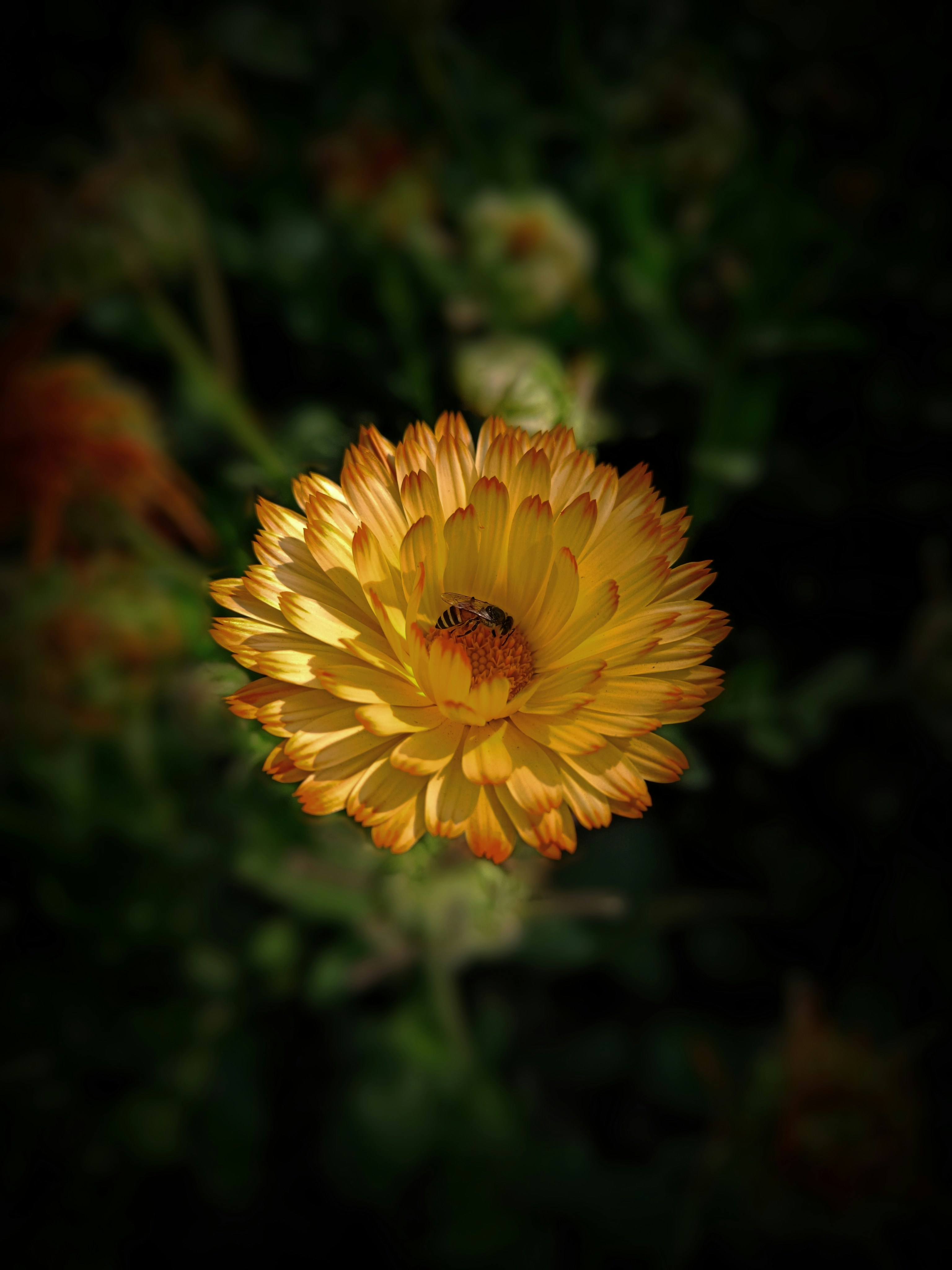 una flor amarilla con una abeja en ella