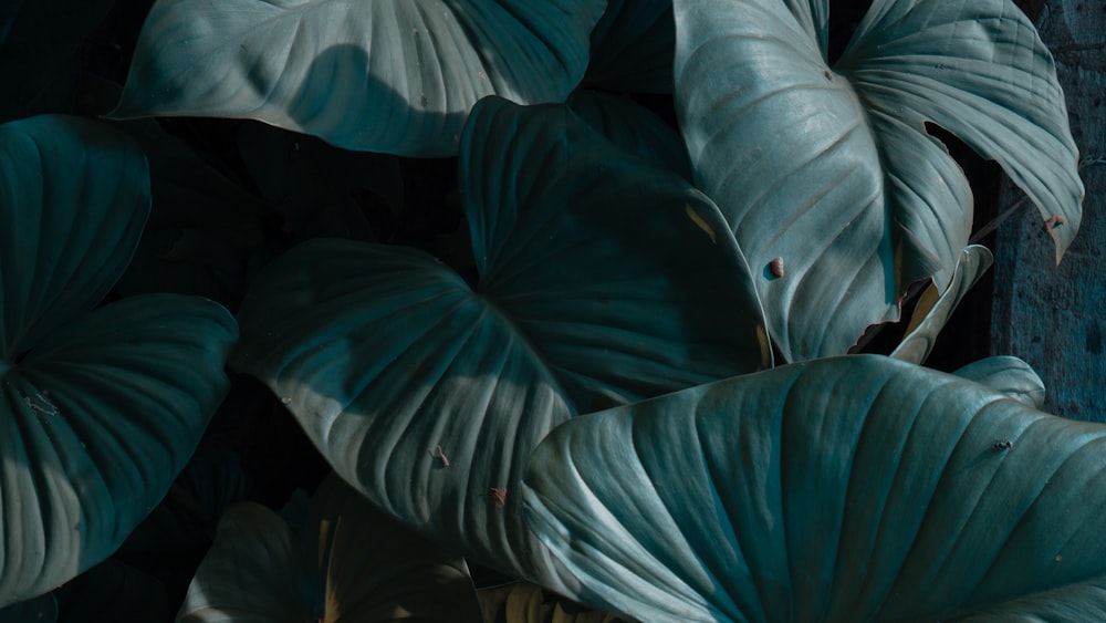 a close up of a bunch of green leaves