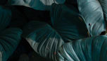 a close up of a green plant with large leaves