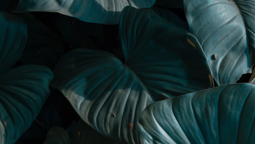 a close up of a green plant with large leaves