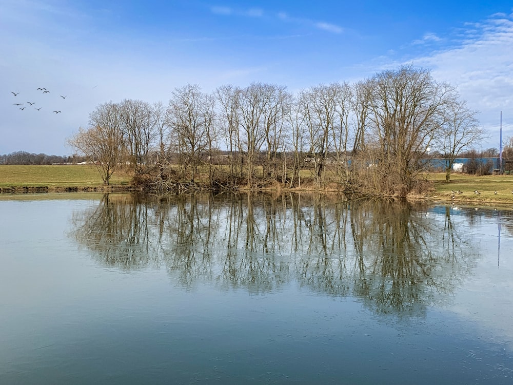 un plan d’eau entouré d’arbres et d’herbe