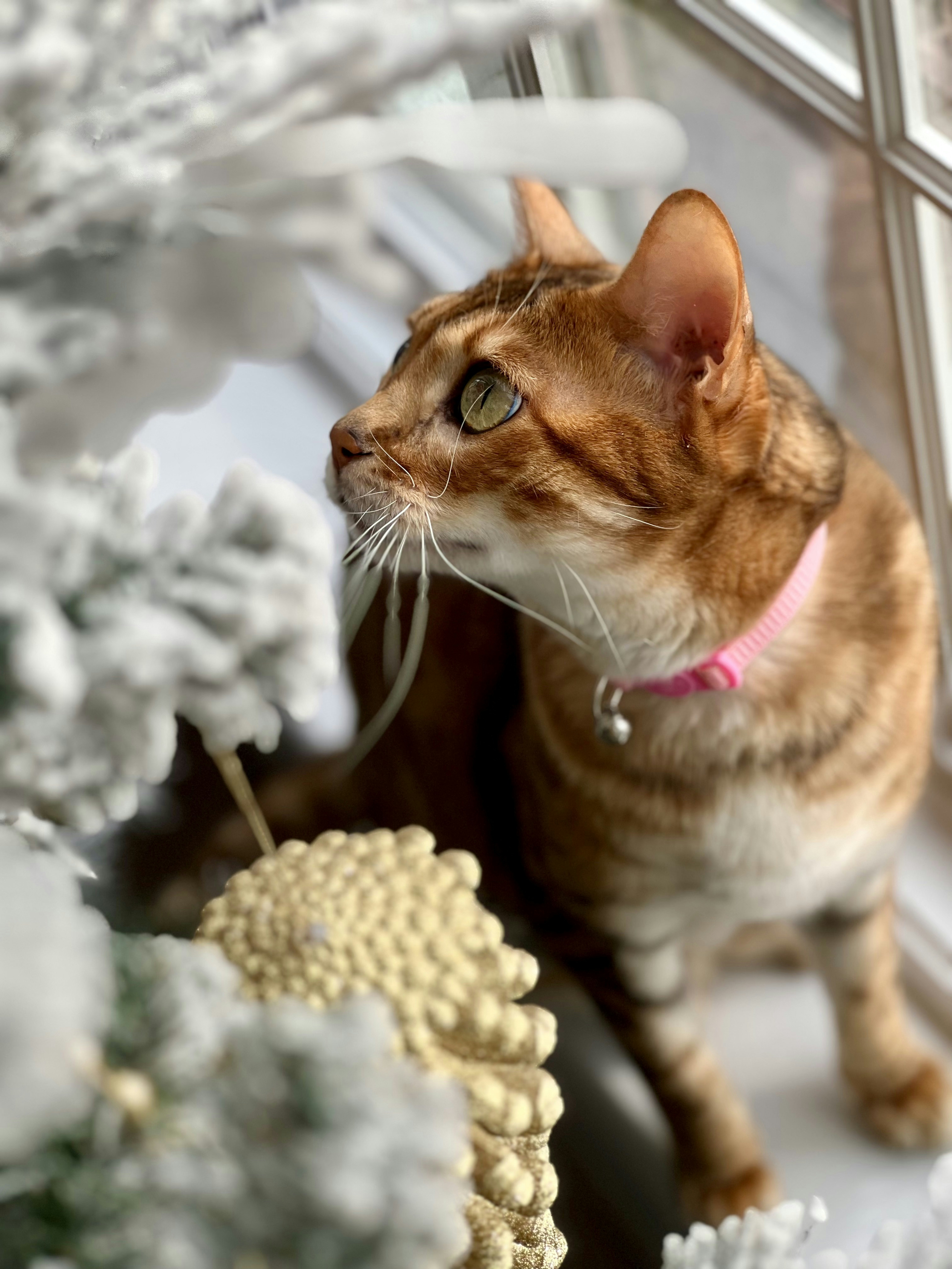 a cat sitting on a window sill next to a christmas tree