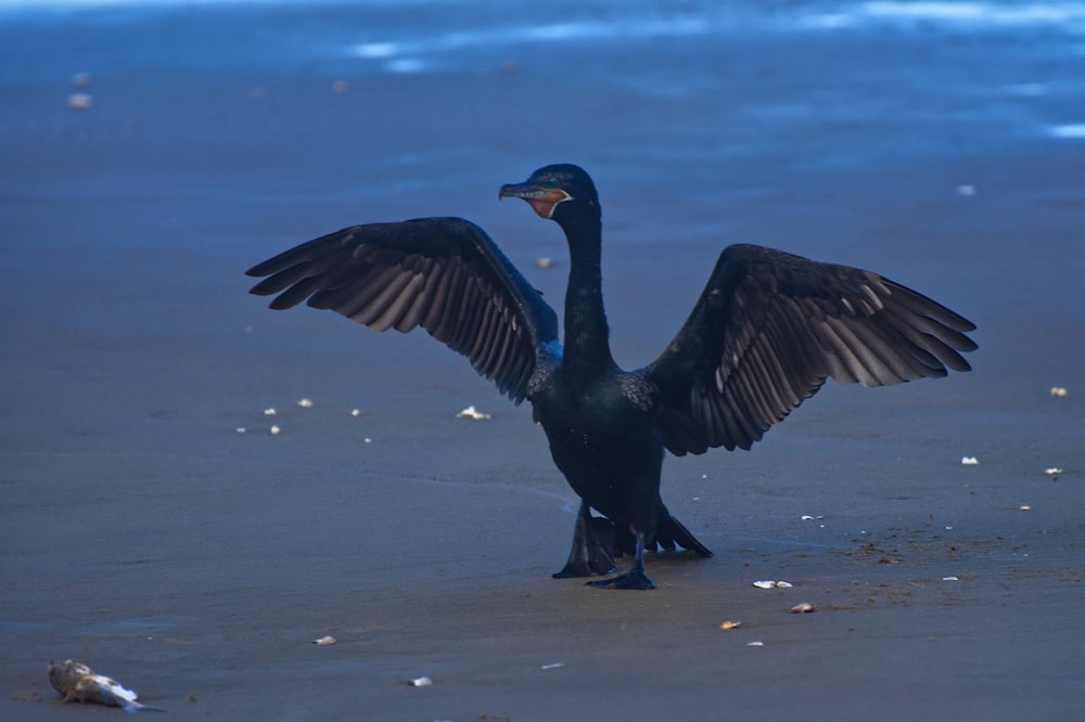 a black bird with its wings spread on the beach