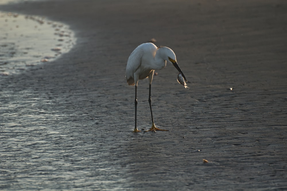 Ein weißer Vogel steht auf einem Strand neben dem Meer