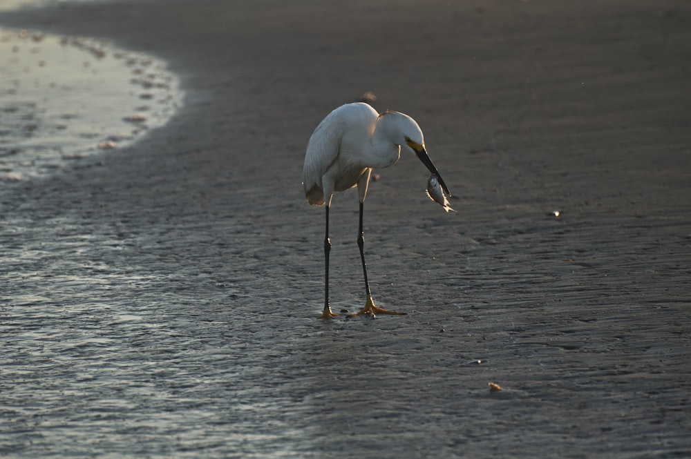 a white bird standing on top of a beach next to the ocean