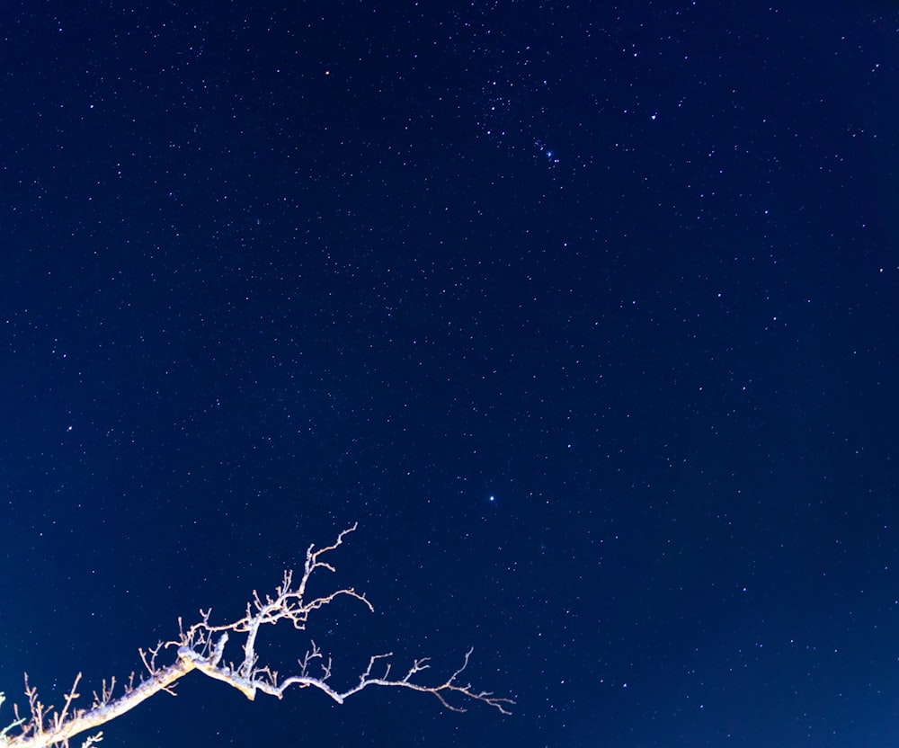 a night sky with stars and a tree branch