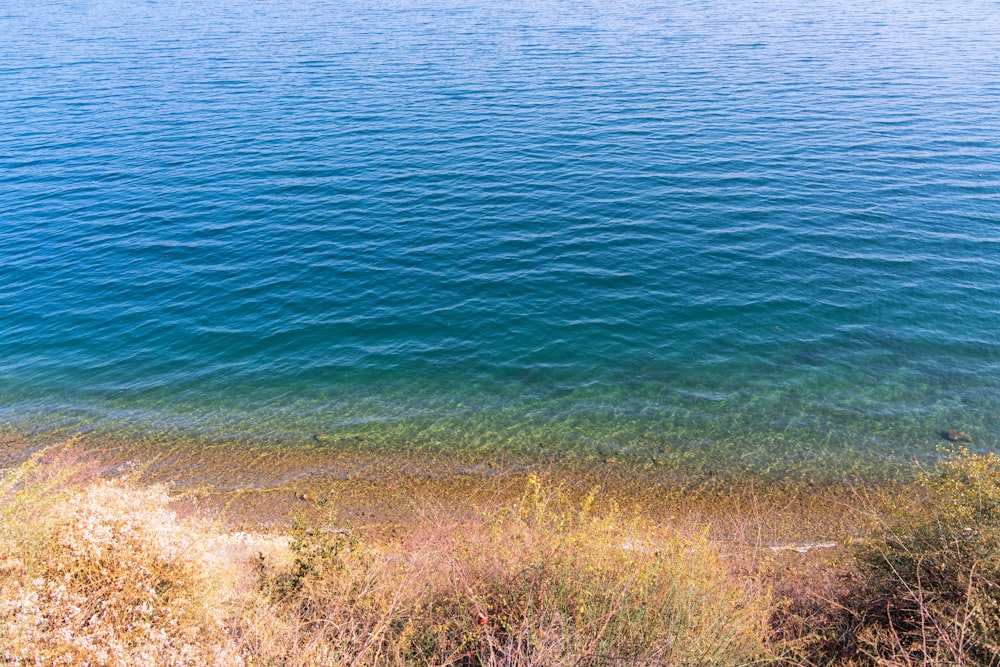 a body of water surrounded by grass and bushes