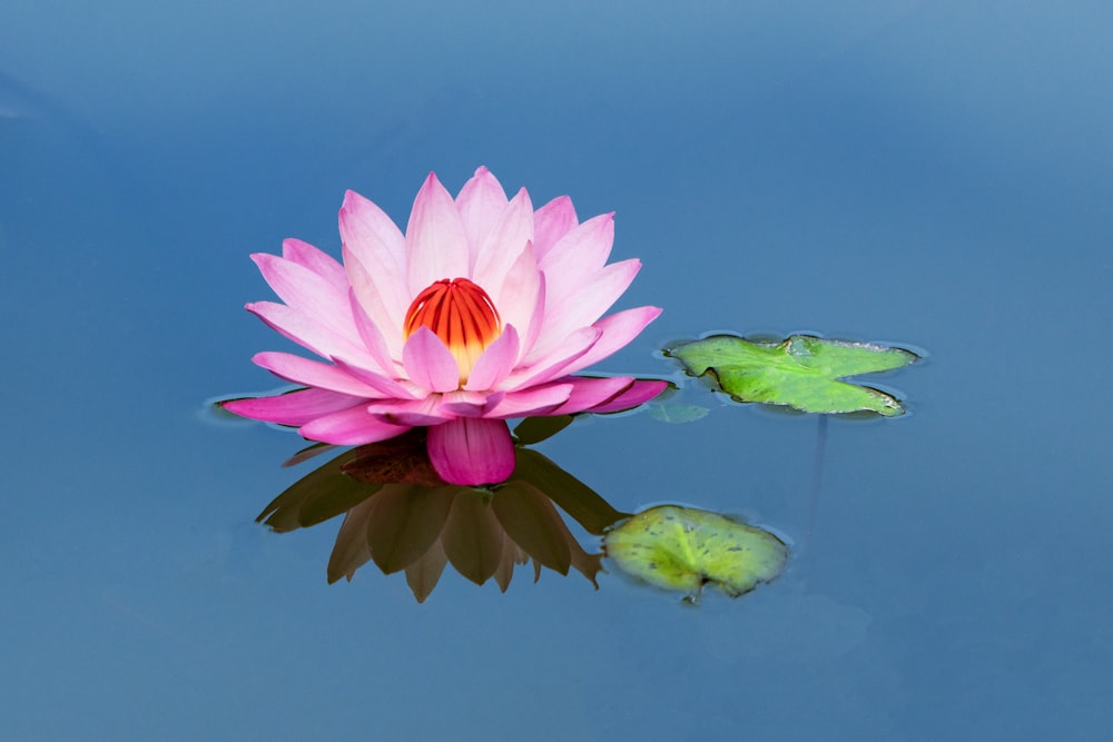 a pink water lily floating on top of a lake