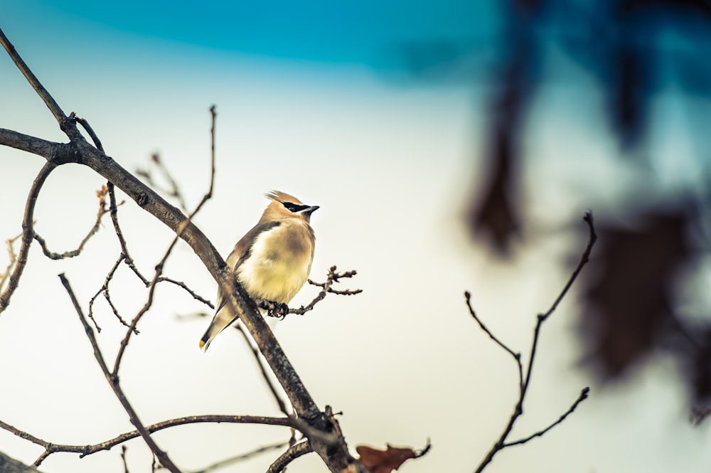 a small bird perched on top of a tree branch