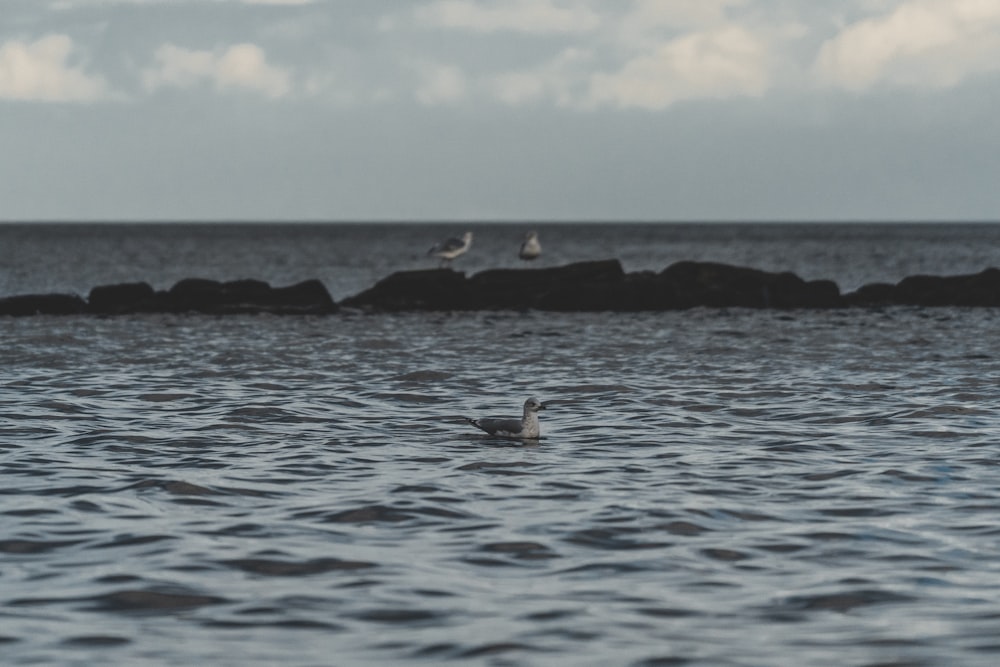 a group of seagulls sitting on top of a body of water