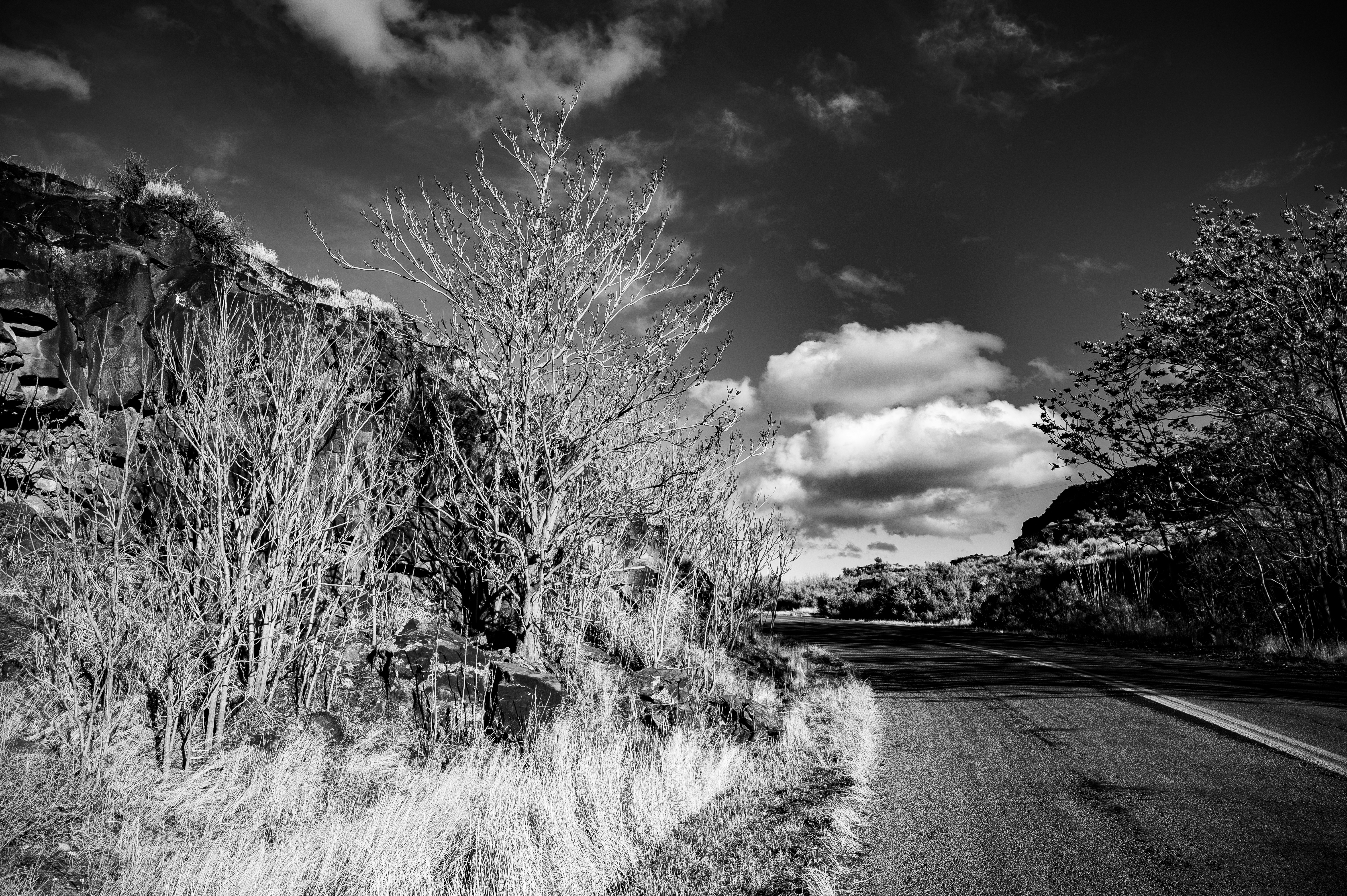 a black and white photo of a road and trees