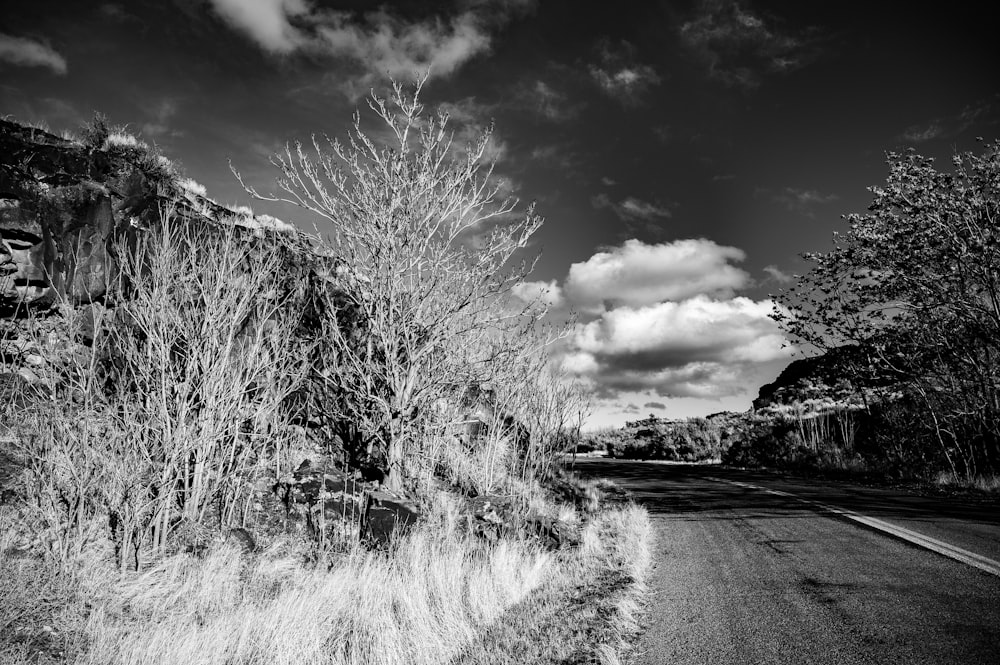 a black and white photo of a road and trees