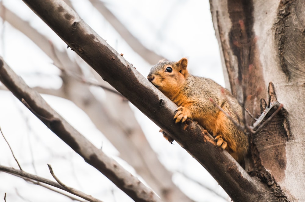 a squirrel is sitting on a tree branch