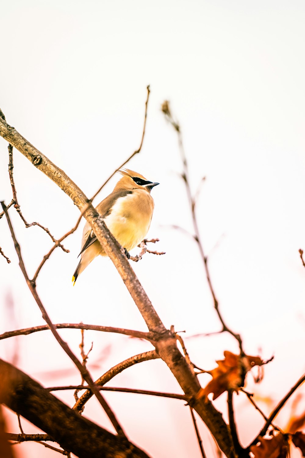 a small bird perched on top of a tree branch