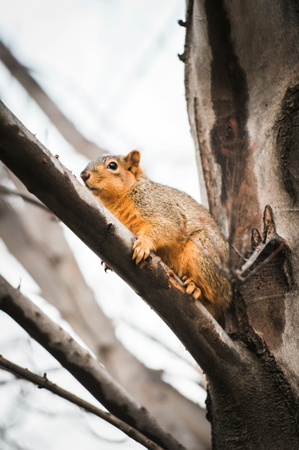 Una ardilla está sentada en la rama de un árbol