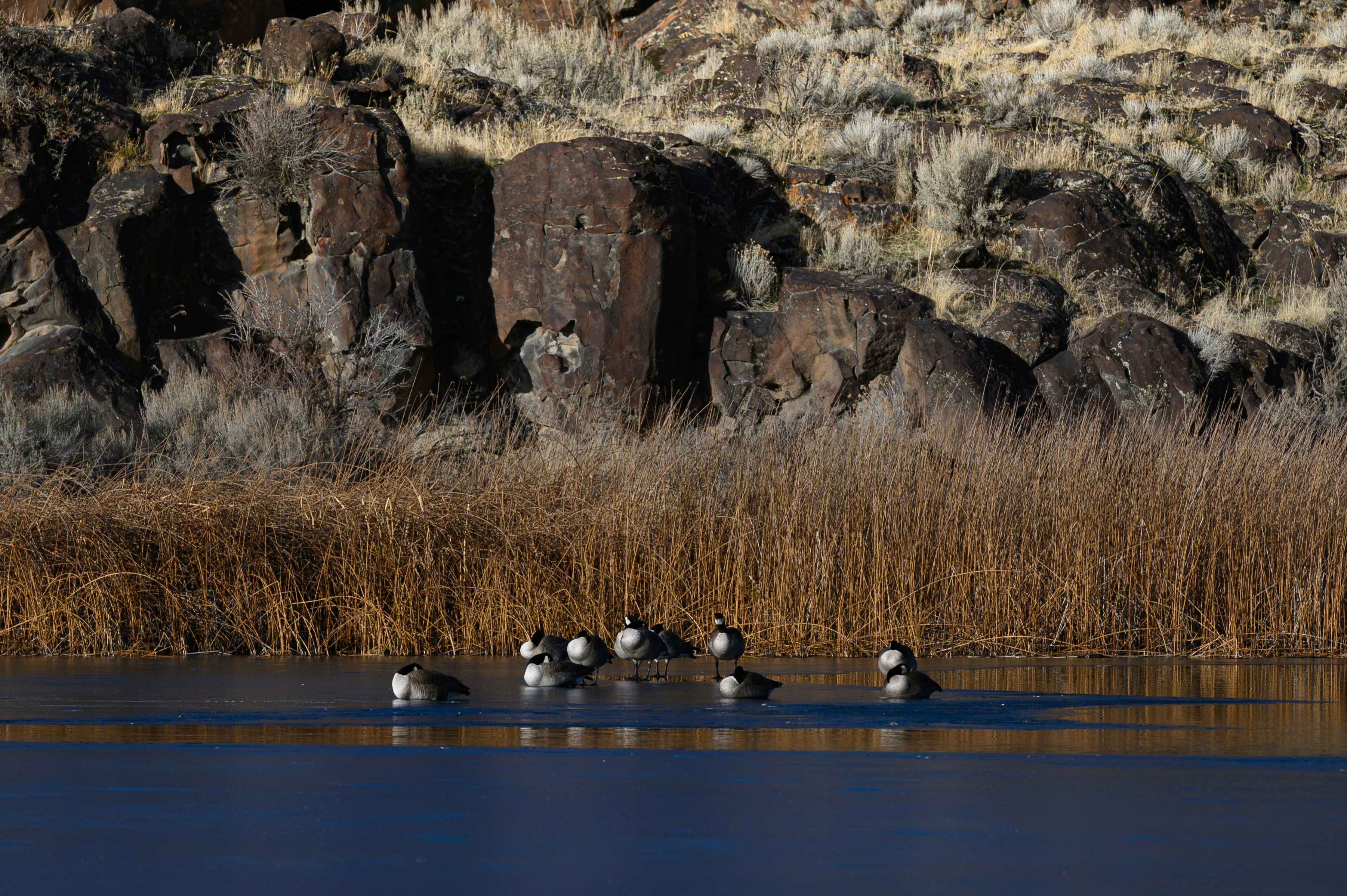 a flock of ducks floating on top of a lake