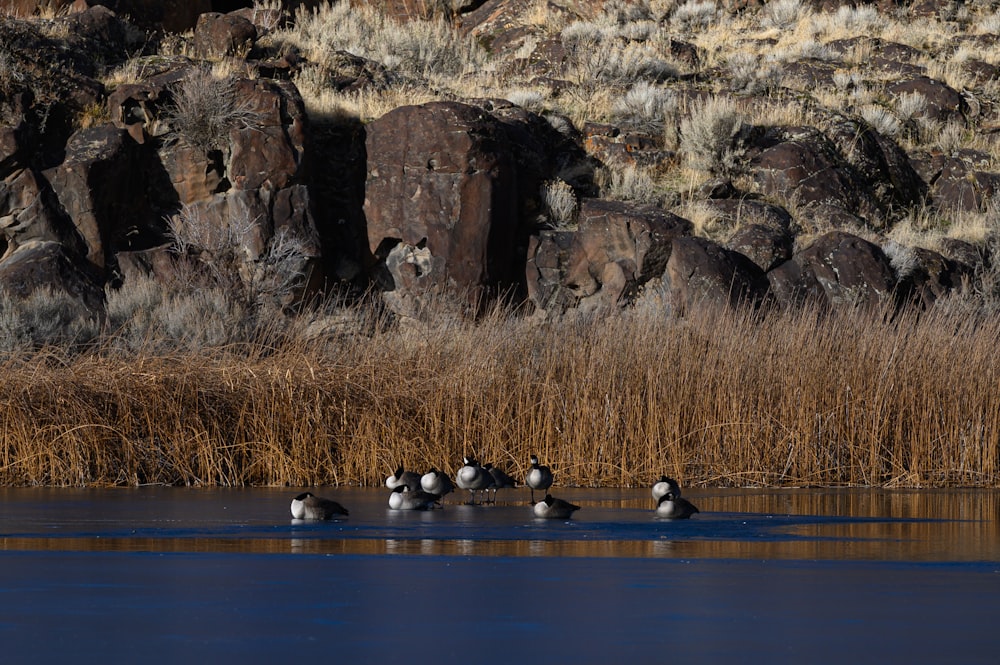 a flock of ducks floating on top of a lake