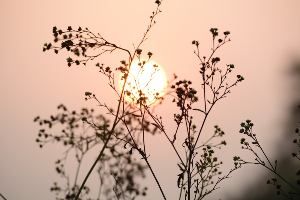 the sun is setting behind the branches of a tree