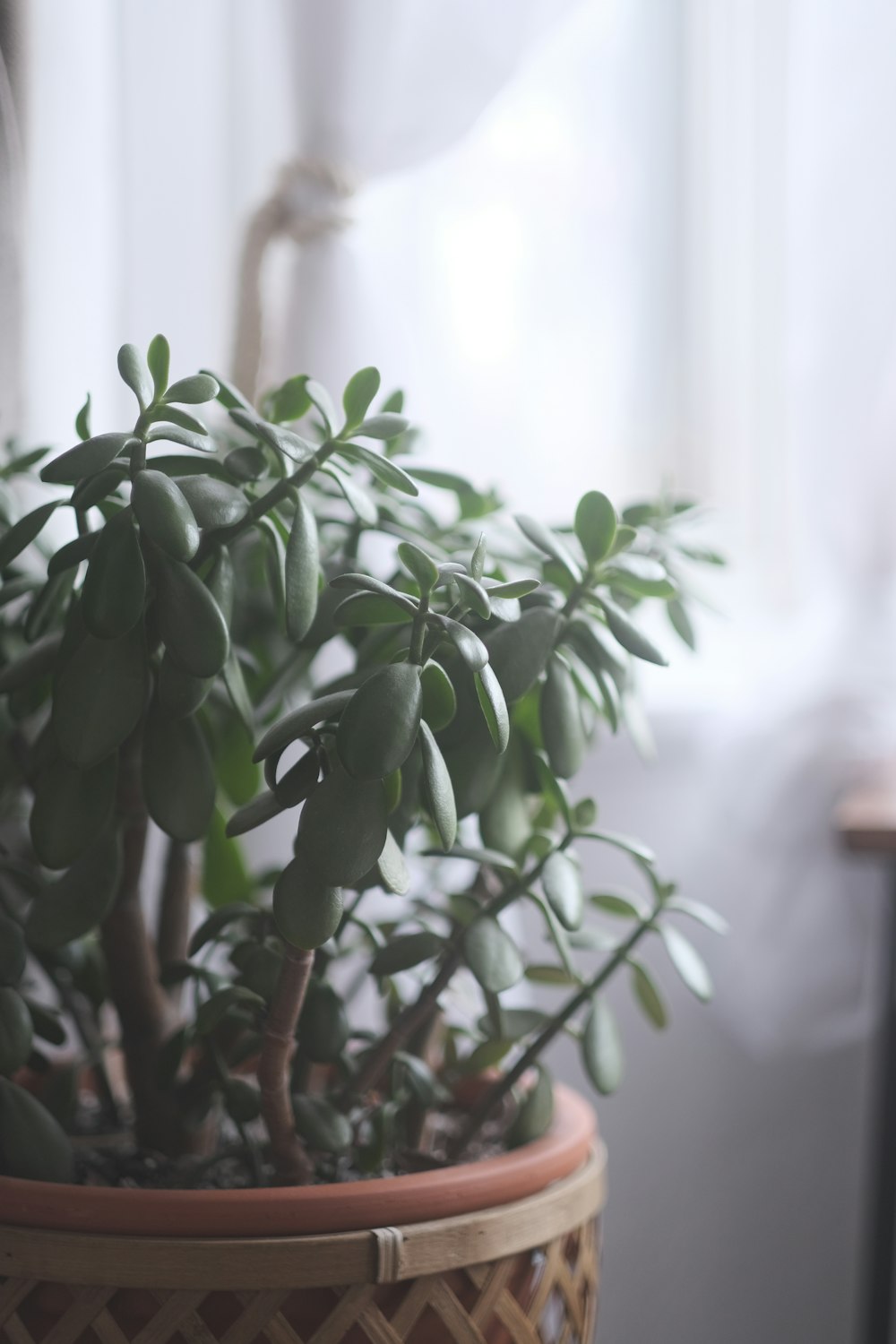 a potted plant in front of a window