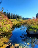 A quiet mountain river reflecting the vibrant colors of autumn in the Andes