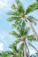 Healthy arecanut palms reaching skyward under a clear blue sky.